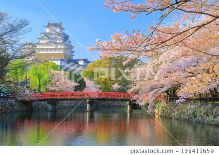 [兵庫縣] 姬路城內護城河和櫻花盛開的晴天 135411659