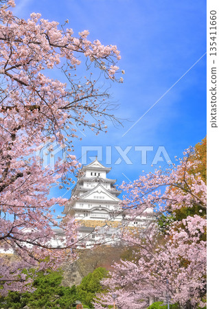 【兵庫縣】晴天的姬路城與盛開的櫻花 135411660