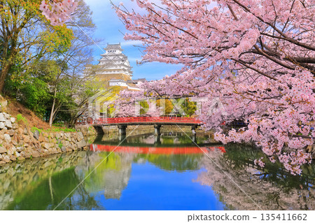 [Hyogo Prefecture] Himeji Castle's inner moat and cherry blossoms in full bloom on a clear day 135411662