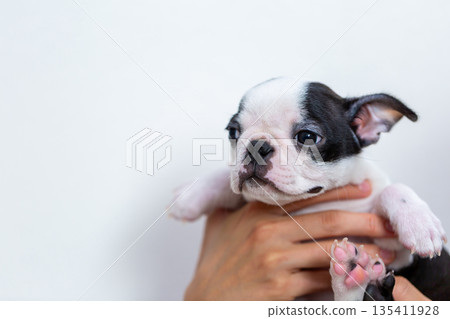 波士頓梗幼犬和男人 波士頓梗幼犬和男人 135411928