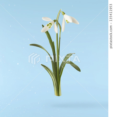 Beautiful Snowdrop flower falling in the air isolated Beautiful Snowdrop flower falling in the air isolated 135411953