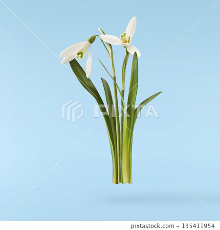 Beautiful Snowdrop flower falling in the air isolated Beautiful Snowdrop flower falling in the air isolated 135411954