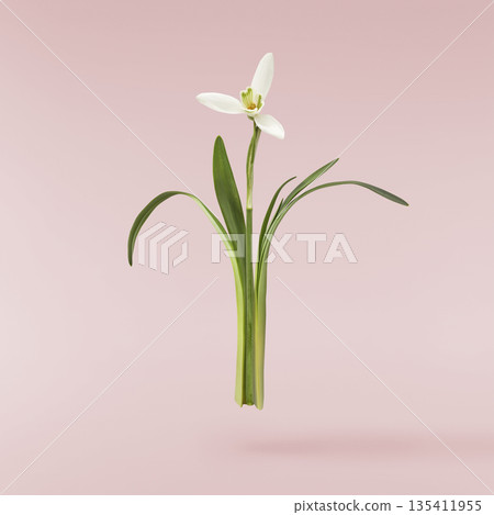 Beautiful Snowdrop flower falling in the air isolated  135411955