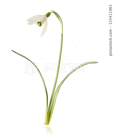 Beautiful Snowdrop flower falling in the air isolated Beautiful Snowdrop flower falling in the air isolated 135411961