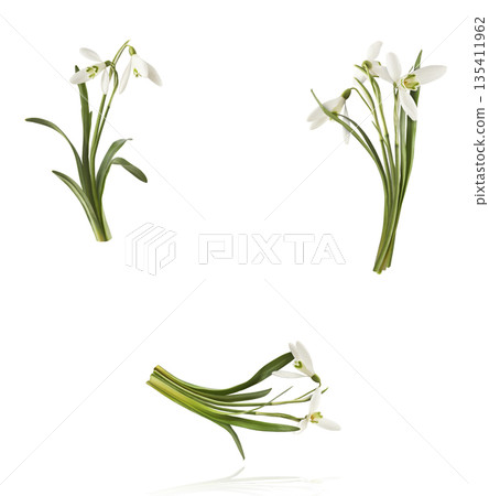 Beautiful Snowdrop flower falling in the air isolated Beautiful Snowdrop flower falling in the air isolated 135411962