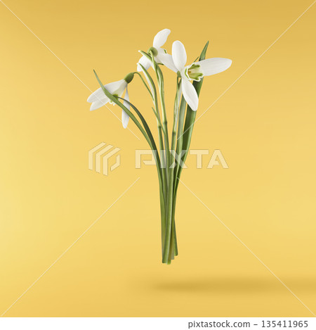 Beautiful Snowdrop flower falling in the air isolated Beautiful Snowdrop flower falling in the air isolated 135411965