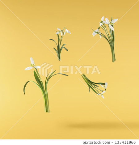Beautiful Snowdrop flower falling in the air isolated Beautiful Snowdrop flower falling in the air isolated 135411966