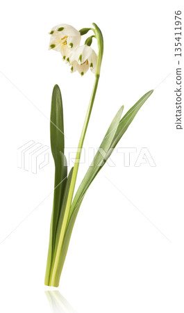 Beautiful Snowdrop flower falling in the air isolated  135411976