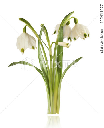 Beautiful Snowdrop flower falling in the air isolated Beautiful Snowdrop flower falling in the air isolated 135411977