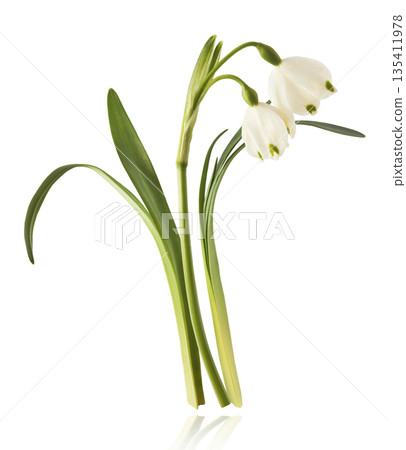 Beautiful Snowdrop flower falling in the air isolated  135411978