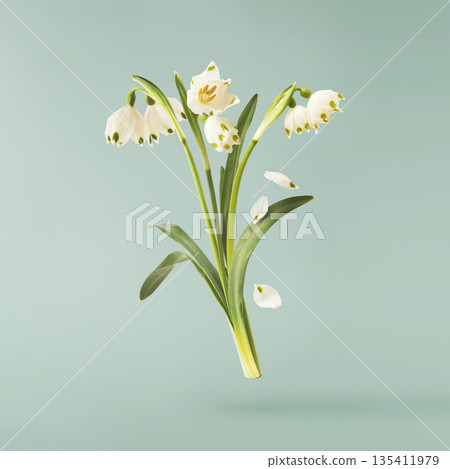 Beautiful Snowdrop flower falling in the air isolated  135411979