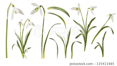 Beautiful Snowdrop flower falling in the air isolated Beautiful Snowdrop flower falling in the air isolated 135411985