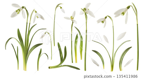 Beautiful Snowdrop flower falling in the air isolated Beautiful Snowdrop flower falling in the air isolated 135411986