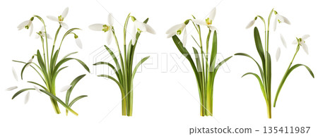 Beautiful Snowdrop flower falling in the air isolated Beautiful Snowdrop flower falling in the air isolated 135411987