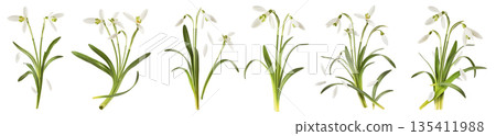 Beautiful Snowdrop flower falling in the air isolated  135411988