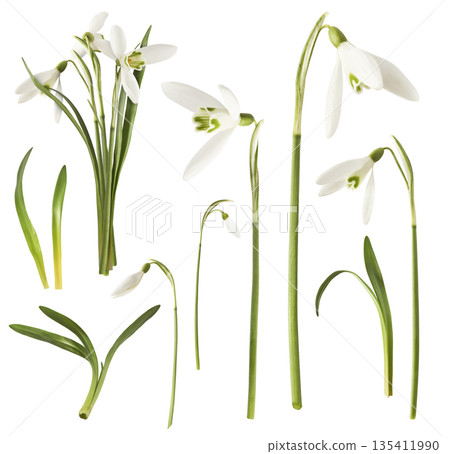 Beautiful Snowdrop flower falling in the air isolated Beautiful Snowdrop flower falling in the air isolated 135411990