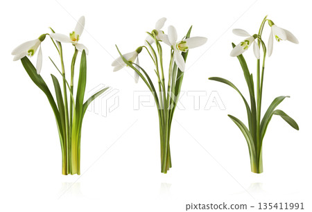 Beautiful Snowdrop flower falling in the air isolated Beautiful Snowdrop flower falling in the air isolated 135411991