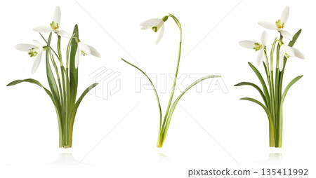 Beautiful Snowdrop flower falling in the air isolated  135411992