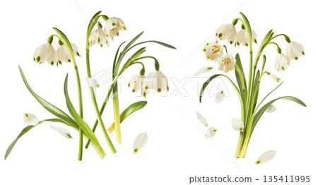 Beautiful Snowdrop flower falling in the air isolated  135411995