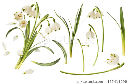 Beautiful Snowdrop flower falling in the air isolated Beautiful Snowdrop flower falling in the air isolated 135411996
