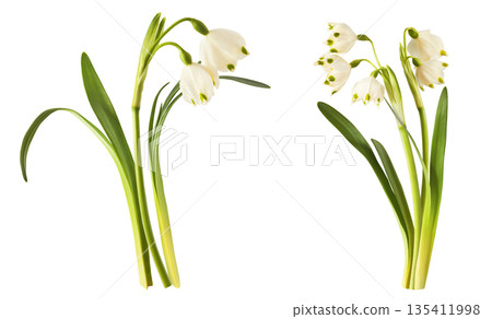Beautiful Snowdrop flower falling in the air isolated Beautiful Snowdrop flower falling in the air isolated 135411998