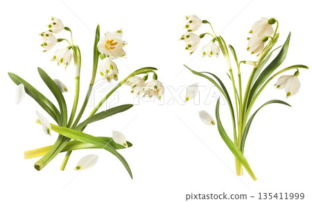 Beautiful Snowdrop flower falling in the air isolated Beautiful Snowdrop flower falling in the air isolated 135411999