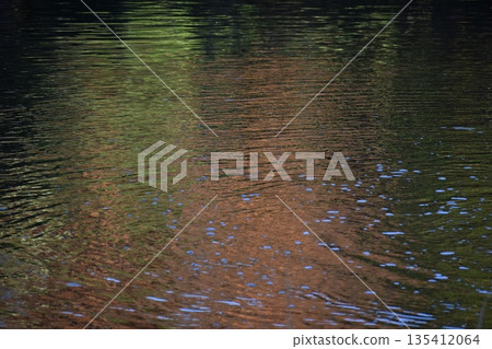 背景素材為深紅色，水面泛著漣漪。 135412064