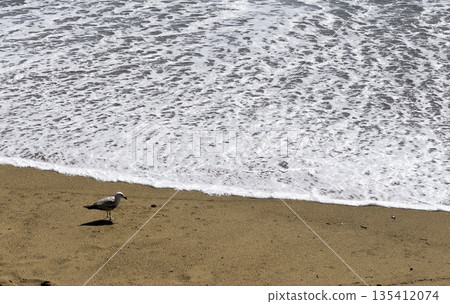 A lone seagull stands on the sandy beach near foamy waves of the Atlantic Ocean, creating a peaceful A lone seagull stands on the sandy beach near foamy waves of the Atlantic Ocean, creating a peaceful 135412074
