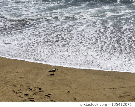 A lone seagull stands on the sandy beach near the shoreline as waves roll in and white sea foam 135412075