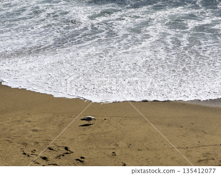 A seagull walks along the sandy shore as foamy waves of the Atlantic Ocean wash over the coastline. 135412077