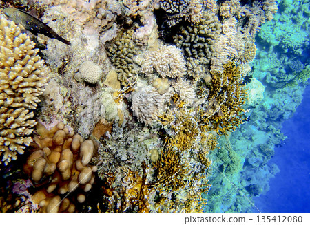 A vibrant coral reef wall with branching staghorn corals, sponges, and rounded brain coral colonies, 135412080