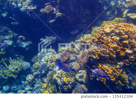 Coral reef in sea. Underwater marine habitat with tropical fish, exotic lagoon, biodiversity, Coral reef in sea. Underwater marine habitat with tropical fish, exotic lagoon, biodiversity, 135412104