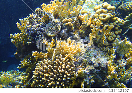 Coral reef underwater. Acropora and porites coral colonies forming dense reef wall structure, marine Coral reef underwater. Acropora and porites coral colonies forming dense reef wall structure, marine 135412107