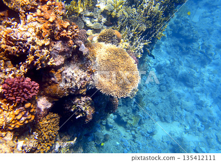 Coral reef underwater. Acropora table coral surrounded by red pocillopora and orange millepora Coral reef underwater. Acropora table coral surrounded by red pocillopora and orange millepora 135412111