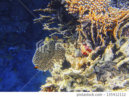 Coral reef underwater. Acropora table coral with millepora and tridacna clam among stony colonies, Coral reef underwater. Acropora table coral with millepora and tridacna clam among stony colonies, 135412112