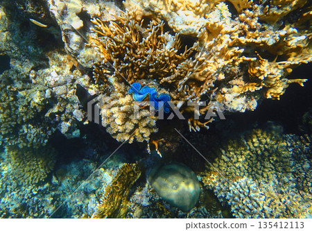 Coral reef underwater. Blue tridacna clam among acropora, millepora and platygyra colonies, tropical 135412113