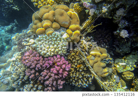 Coral reef underwater. Golden porites with purple pocillopora and blue acropora colonies near 135412116