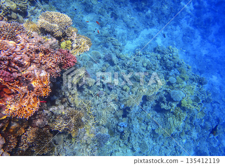 Coral reef underwater. Millepora and pocillopora with acropora and porites colonies form colorful 135412119