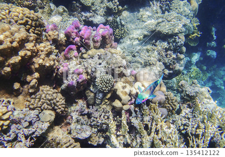 Coral reef underwater. Parrotfish scarus near purple pocillopora and platygyra with acropora and Coral reef underwater. Parrotfish scarus near purple pocillopora and platygyra with acropora and 135412122