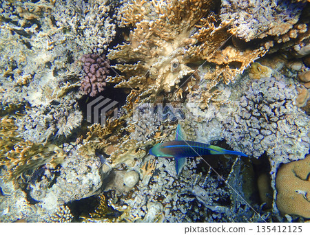 Coral reef underwater. Parrotfish scarus swimming near tridacna clam among acropora, millepora and Coral reef underwater. Parrotfish scarus swimming near tridacna clam among acropora, millepora and 135412125
