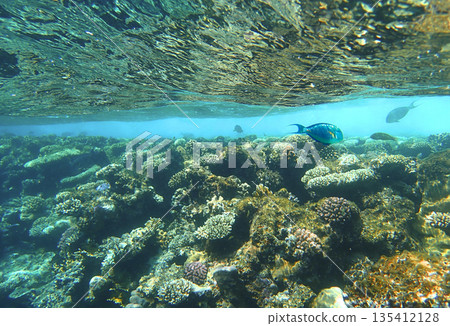 Coral reef underwater. Scarus parrotfish swimming above acropora and pocillopora colonies with 135412128
