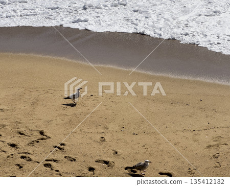 Seagulls walking on sandy beach with ocean waves approaching the shore, visible footprints in the Seagulls walking on sandy beach with ocean waves approaching the shore, visible footprints in the 135412182