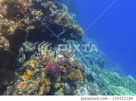 Sergeant fish abudefduf swimming near red pocillopora and yellow millepora colonies, tropical Sergeant fish abudefduf swimming near red pocillopora and yellow millepora colonies, tropical 135412184