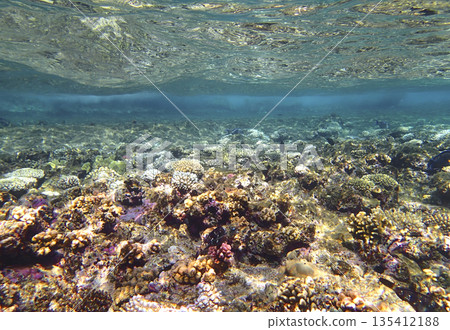 Shallow coral reef under clear tropical waters with diverse marine life, colorful corals, and 135412188