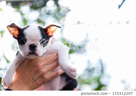 Boston terrier puppy and man Boston terrier puppy and man 135412207