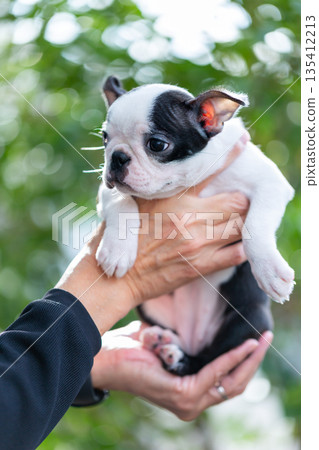Boston terrier puppy and man 135412213