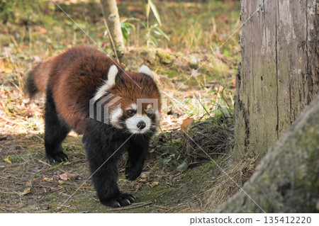 Yagiyama Zoo Red Panda Yagiyama Zoo Red Panda 135412220