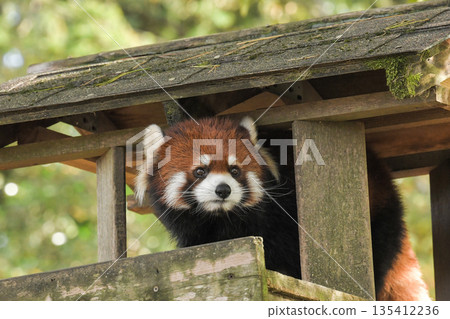 八木山動物園小熊貓 八木山動物園小熊貓 135412236