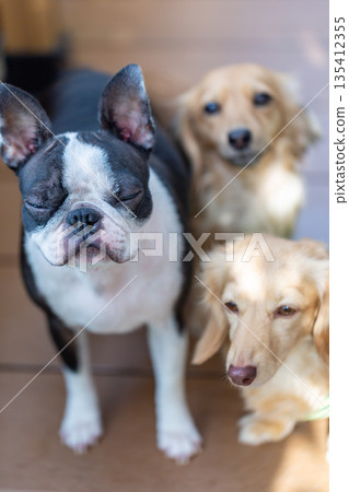 Boston terrier and kaninchen dachshund 135412355