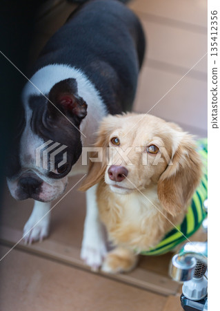 波士頓梗犬和卡寧金臘腸犬 135412356